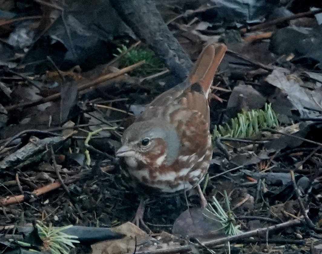 Fox Sparrow - ML152307481