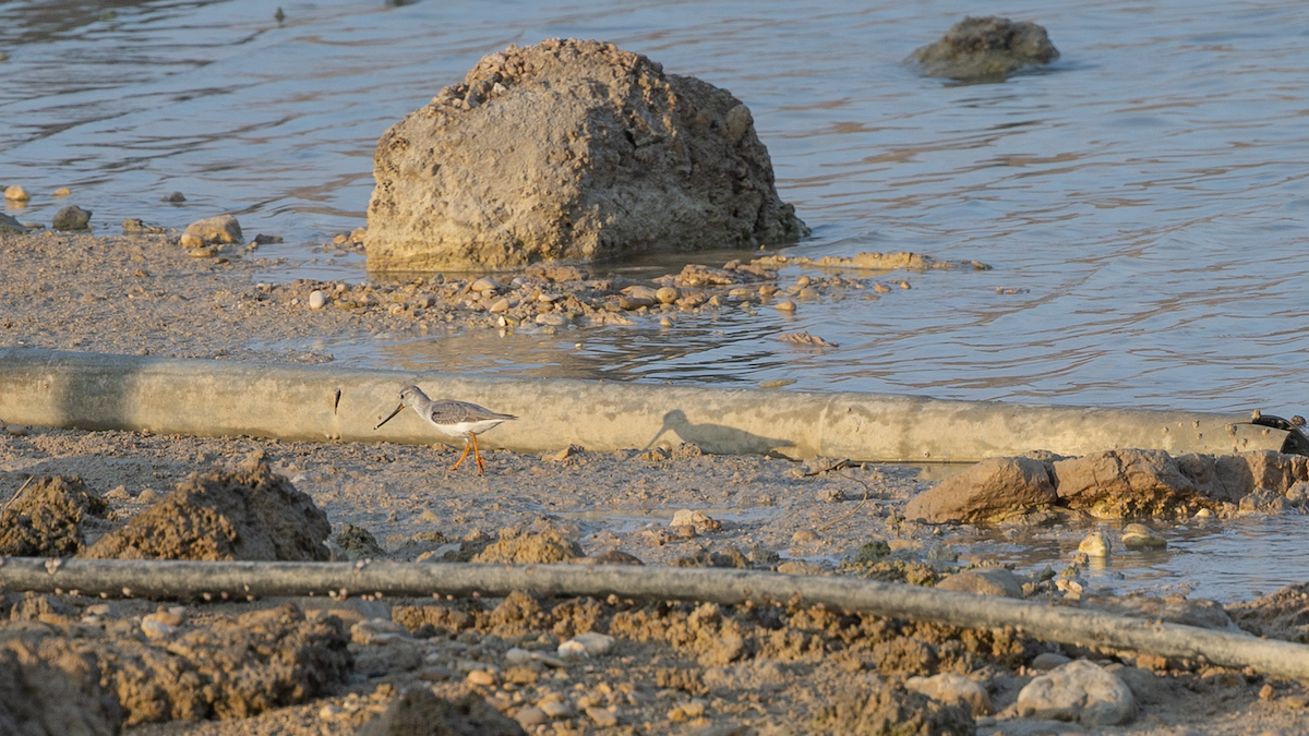 Terek Sandpiper - Robert Tizard