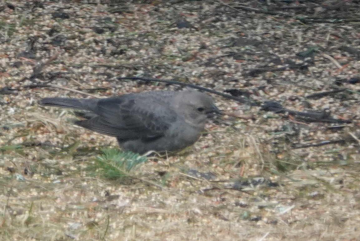 Brown-headed Cowbird - ML152307861