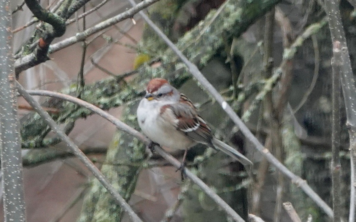 American Tree Sparrow - Peter Blancher