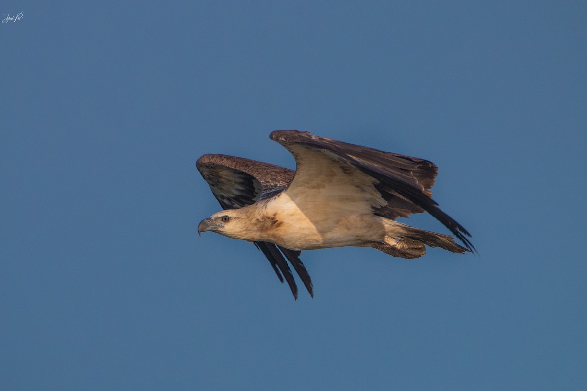 White-bellied Sea-Eagle - ML152307941