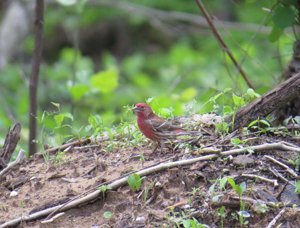 House Finch - ML152308231