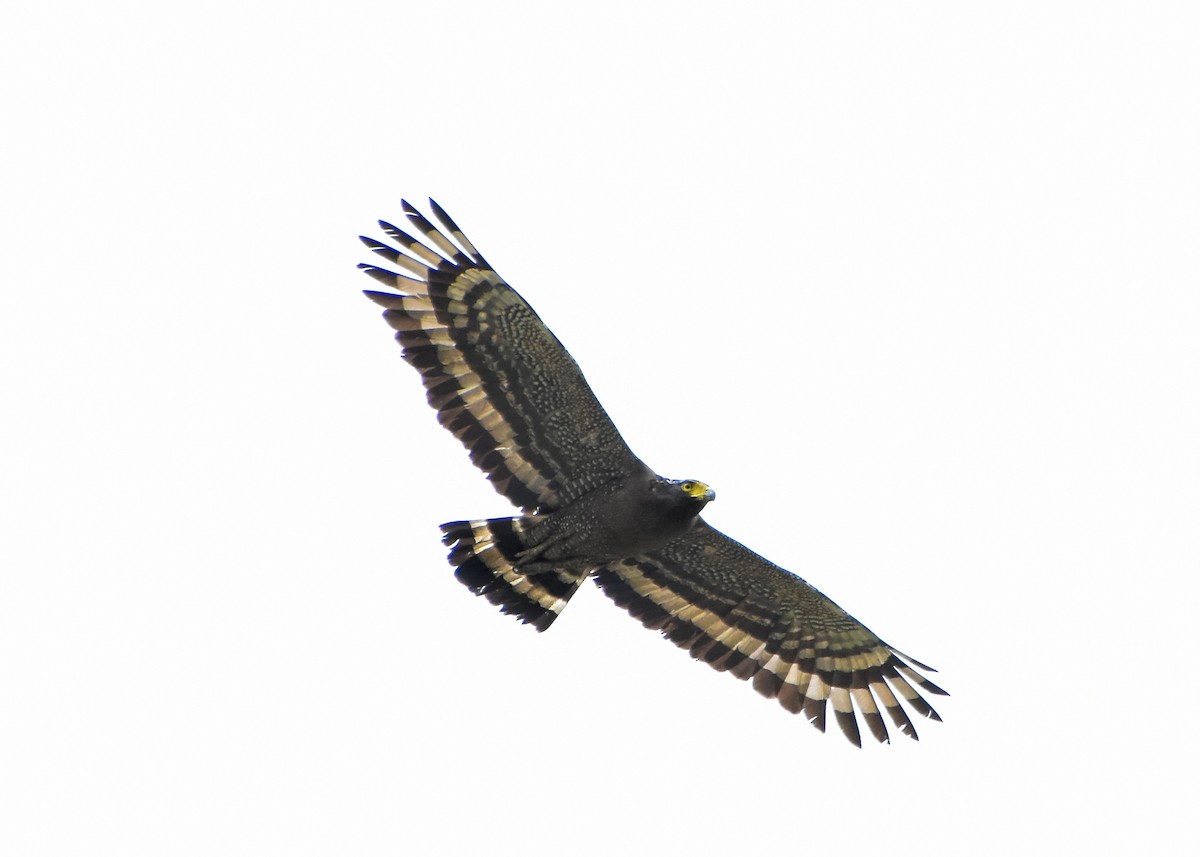 Crested Serpent-Eagle - ML152309001