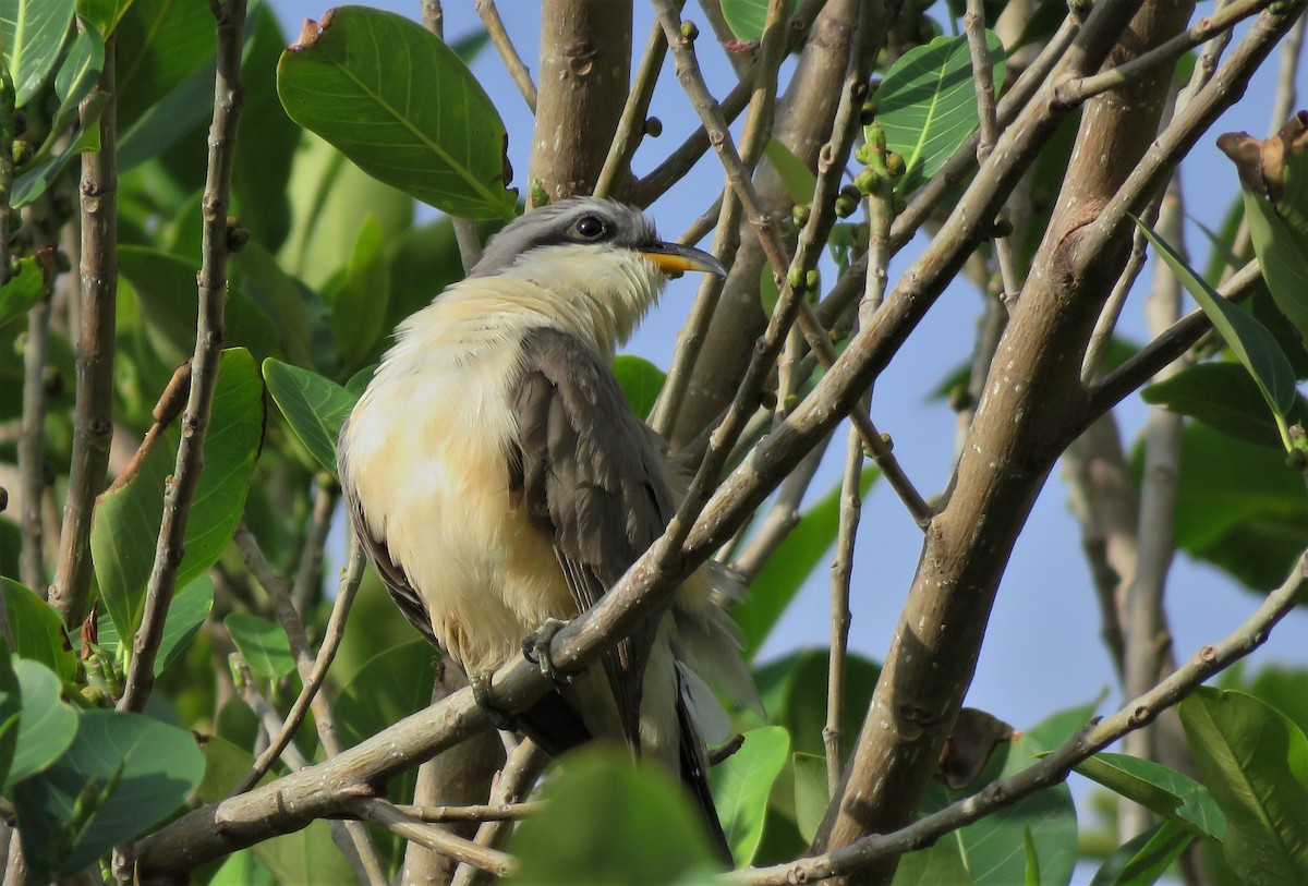 Mangrove Cuckoo - ML152310211