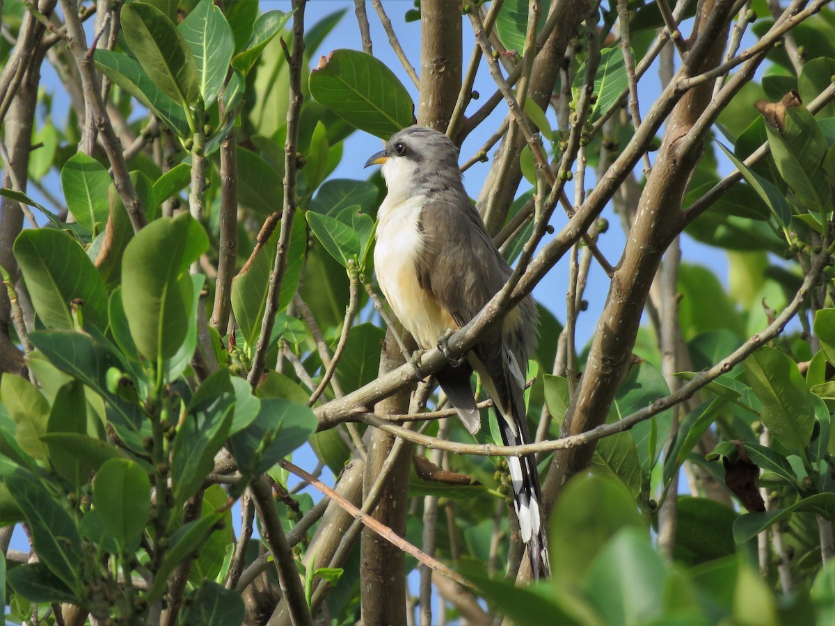Mangrove Cuckoo - ML152310421