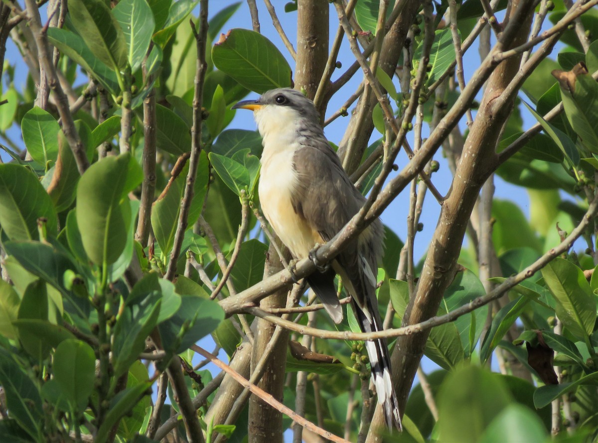 Mangrove Cuckoo - ML152310501