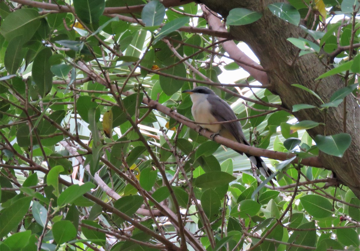 Mangrove Cuckoo - ML152313761