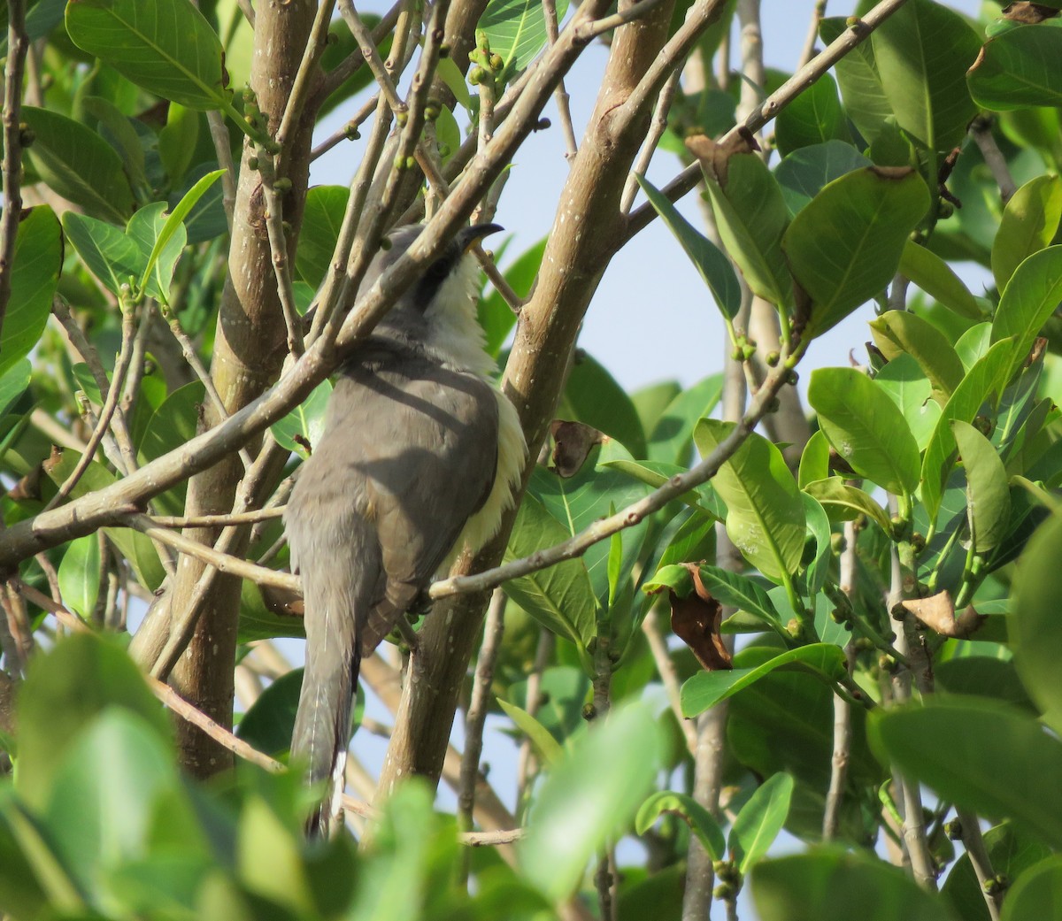 Mangrove Cuckoo - ML152313801