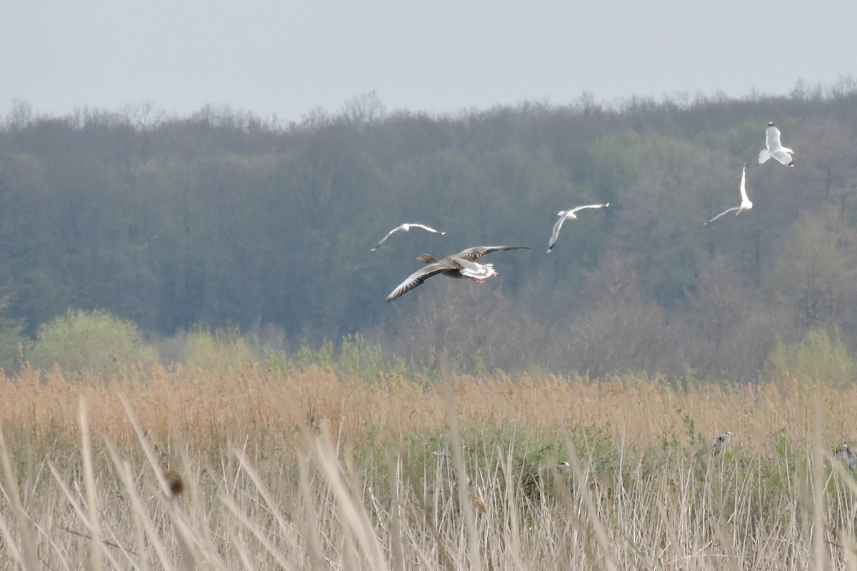 Graylag Goose - ML152314741