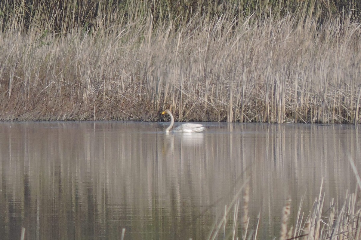 Whooper Swan - ML152314831