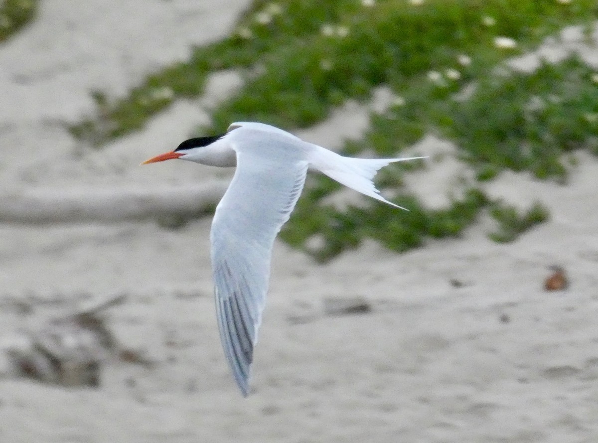 Elegant Tern - ML152316201