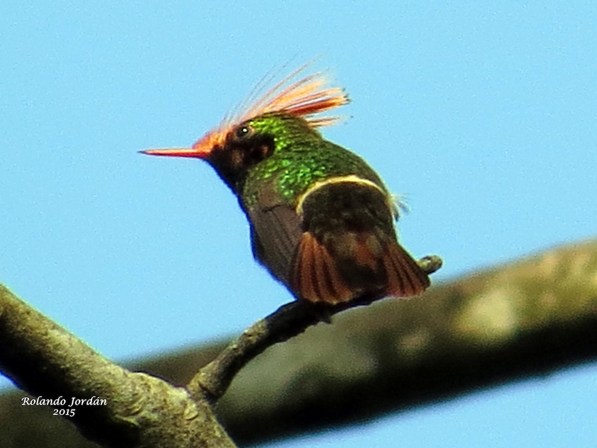 Rufous-crested Coquette - ML152316211