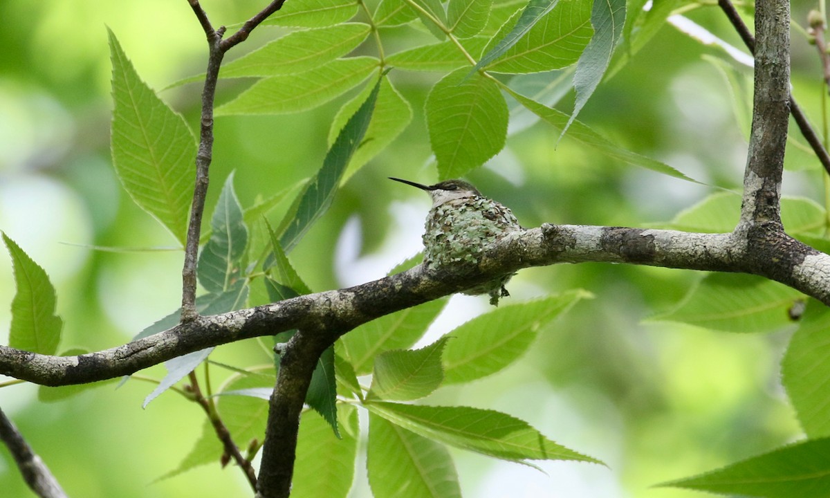 Ruby-throated Hummingbird - ML152316631