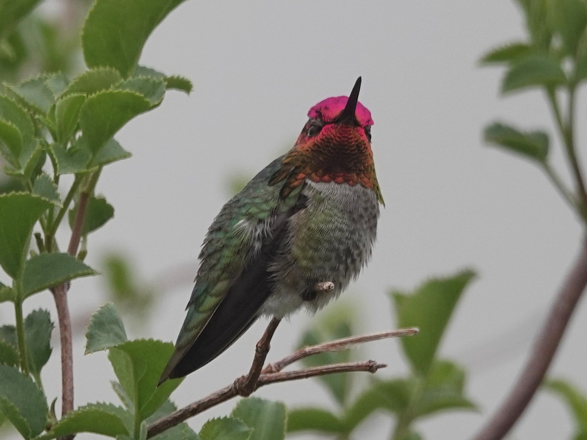 rødmaskekolibri - ML152316801