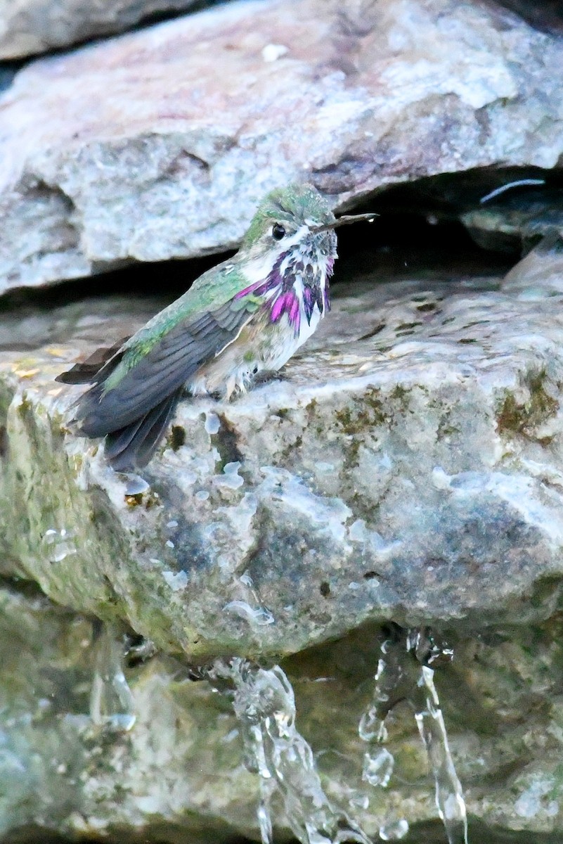 Calliope Hummingbird - Tony Battiste