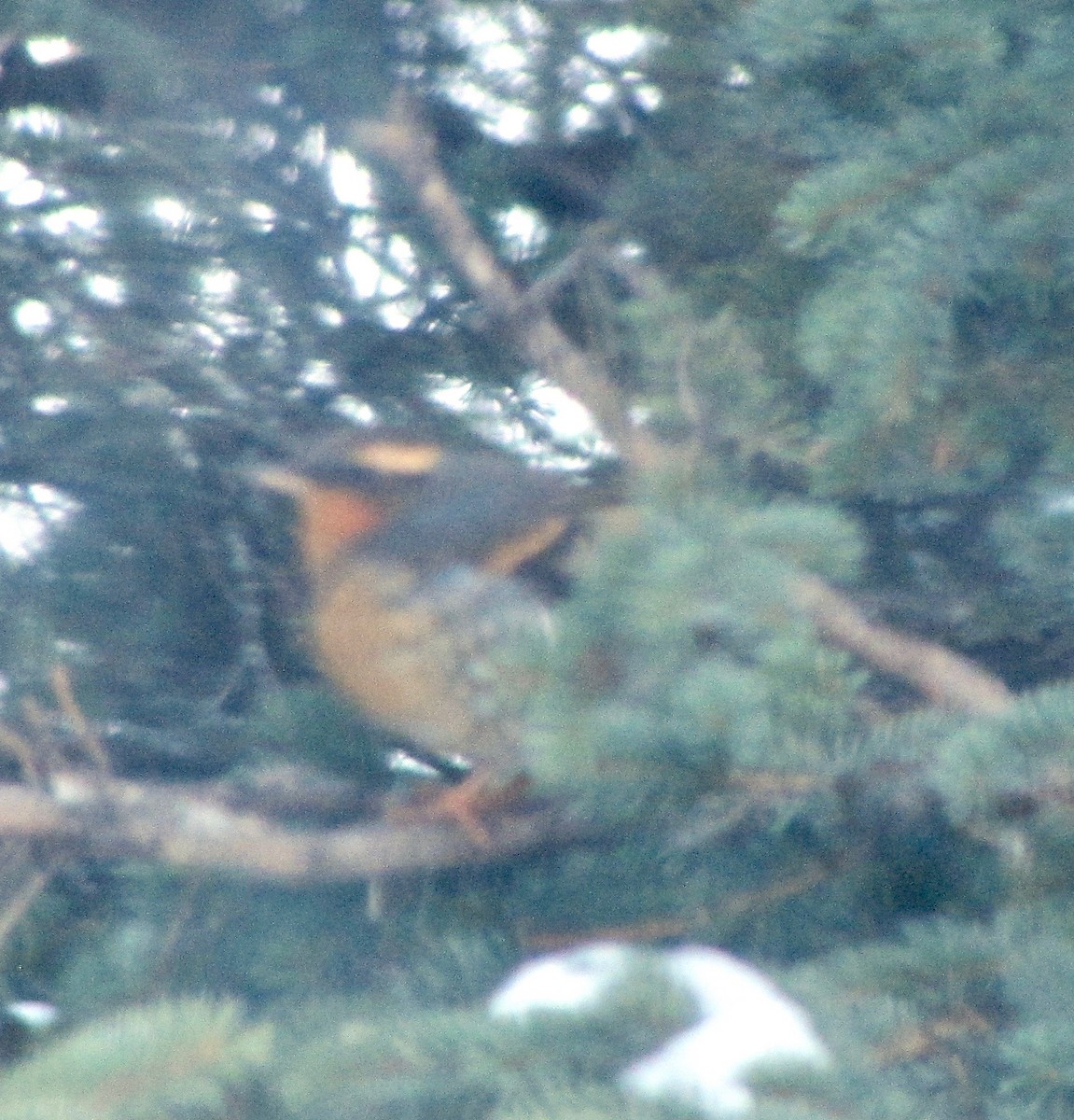 Varied Thrush - ML152316931