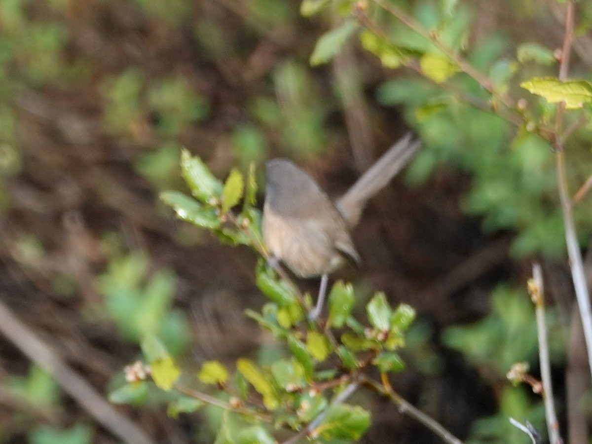 Wrentit - ML152317251