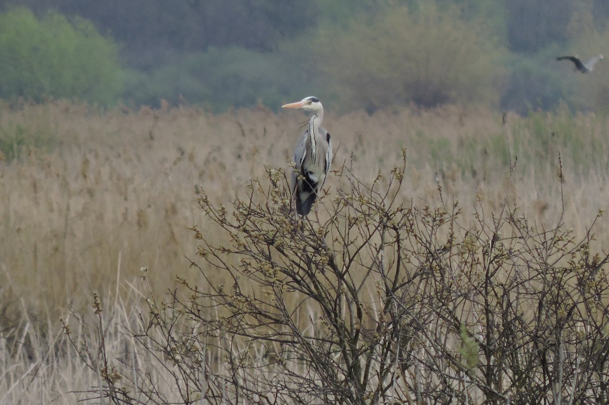 Gray Heron - ML152317601