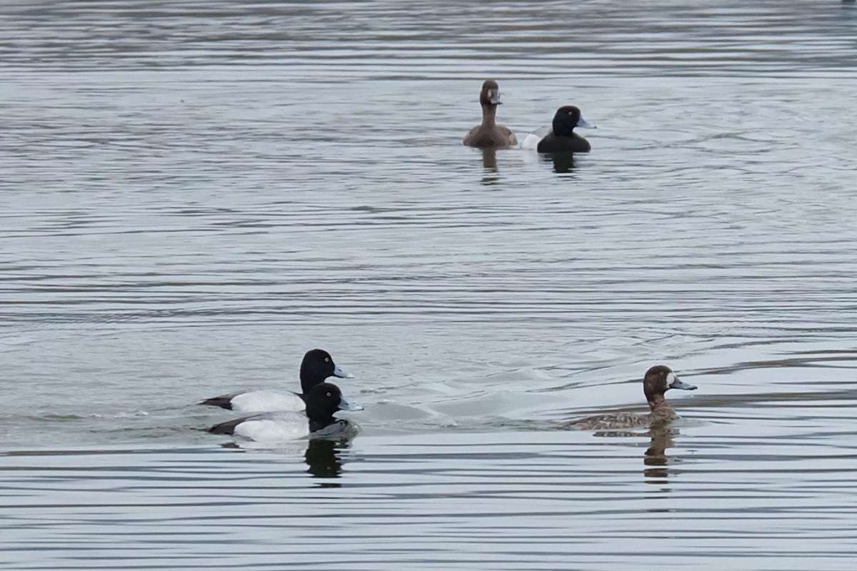 Lesser Scaup - Maggie  Ryan