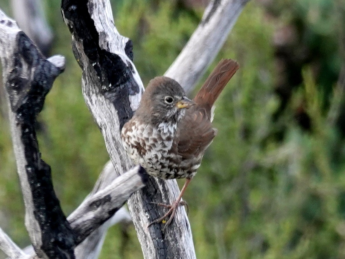 Fox Sparrow - ML152317751