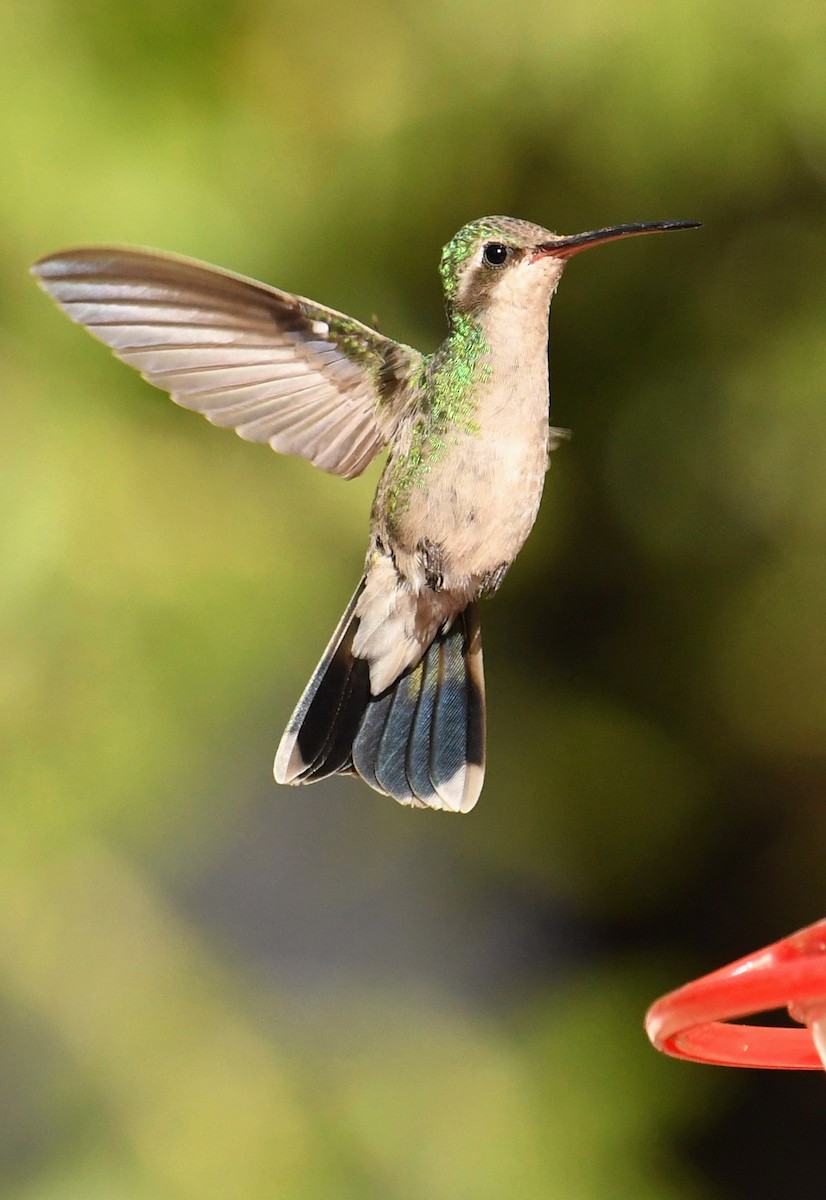 Broad-billed Hummingbird - Tony Battiste