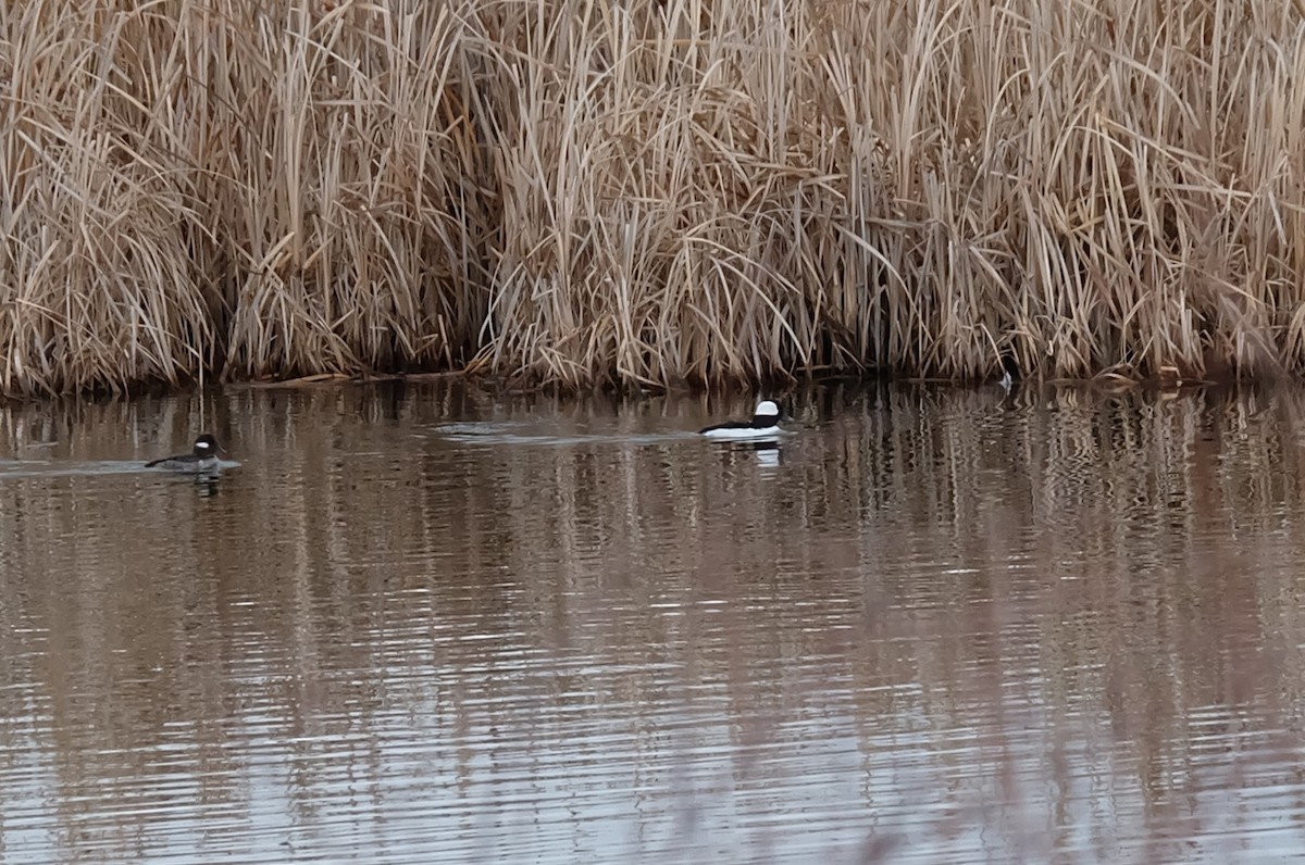 Bufflehead - ML152318001