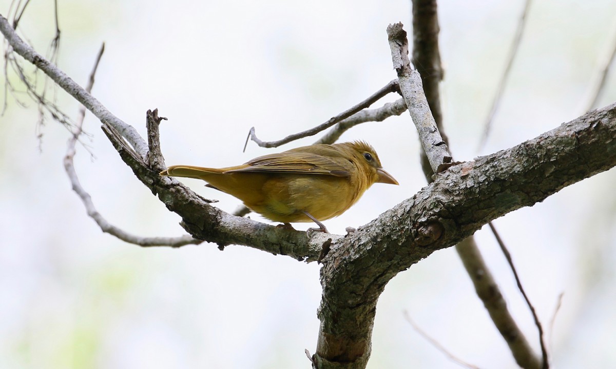 Summer Tanager - ML152318041