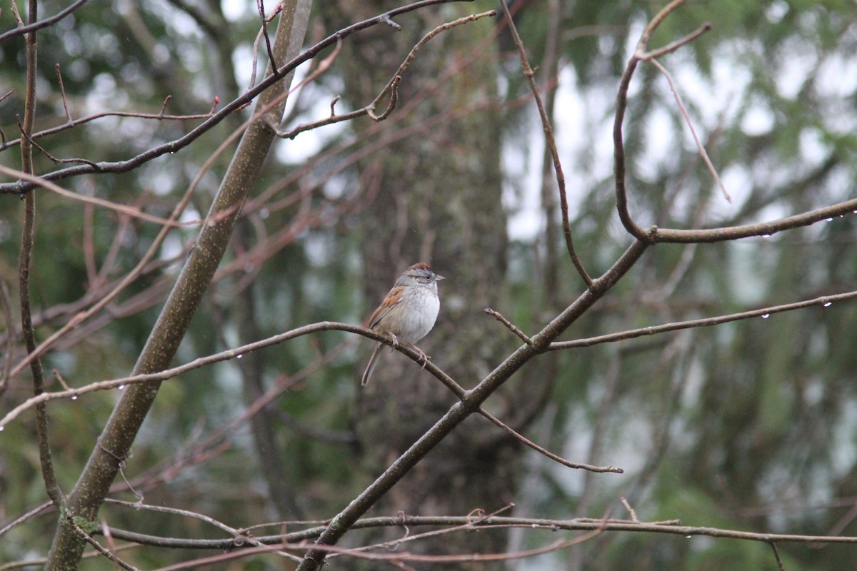 Swamp Sparrow - ML152318151