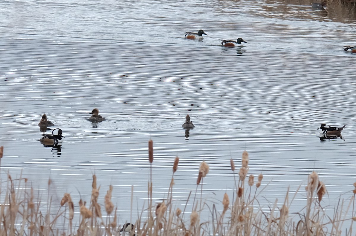 Hooded Merganser - ML152318221