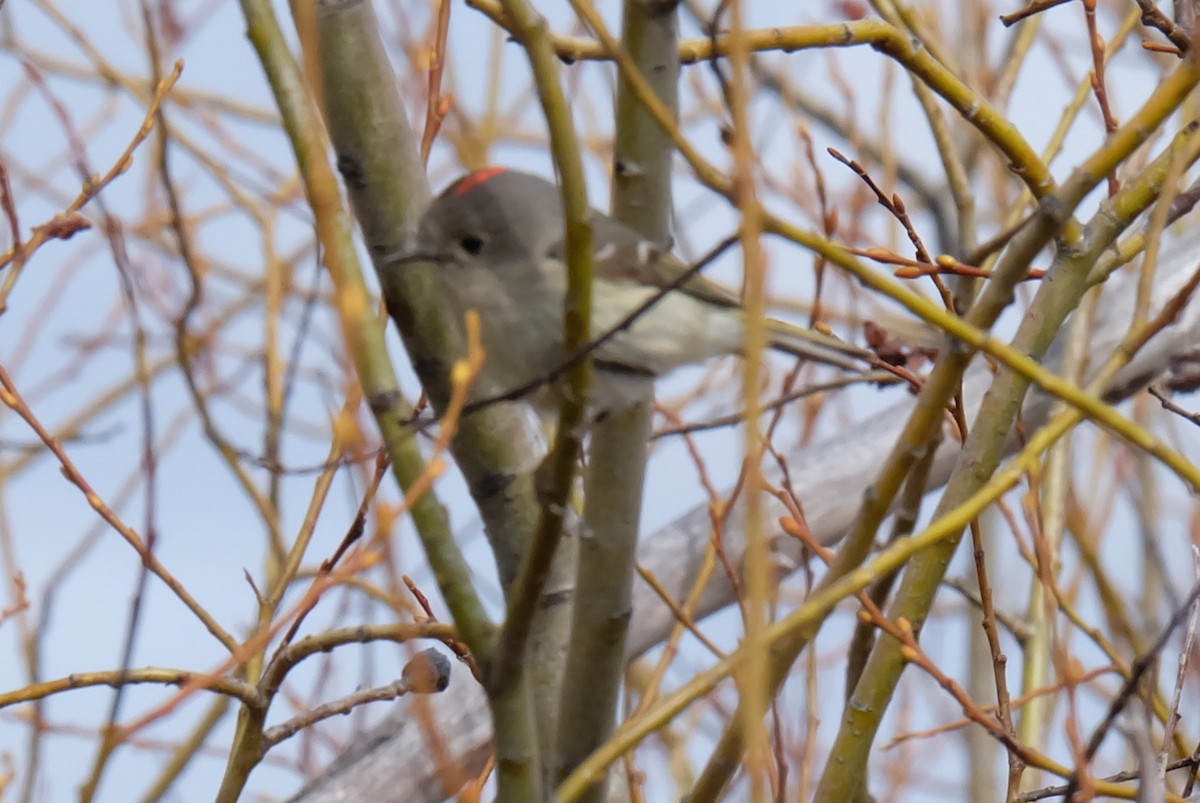 Ruby-crowned Kinglet - ML152318541