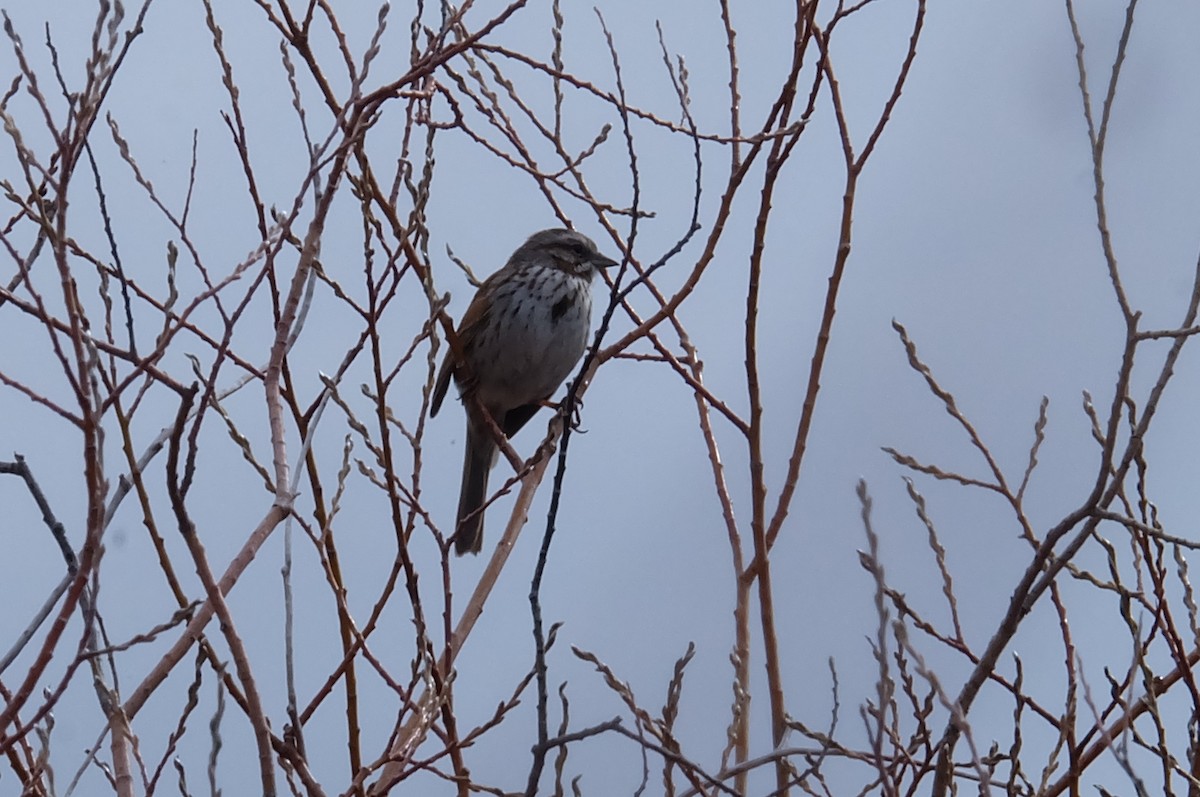 Song Sparrow - Maggie  Ryan