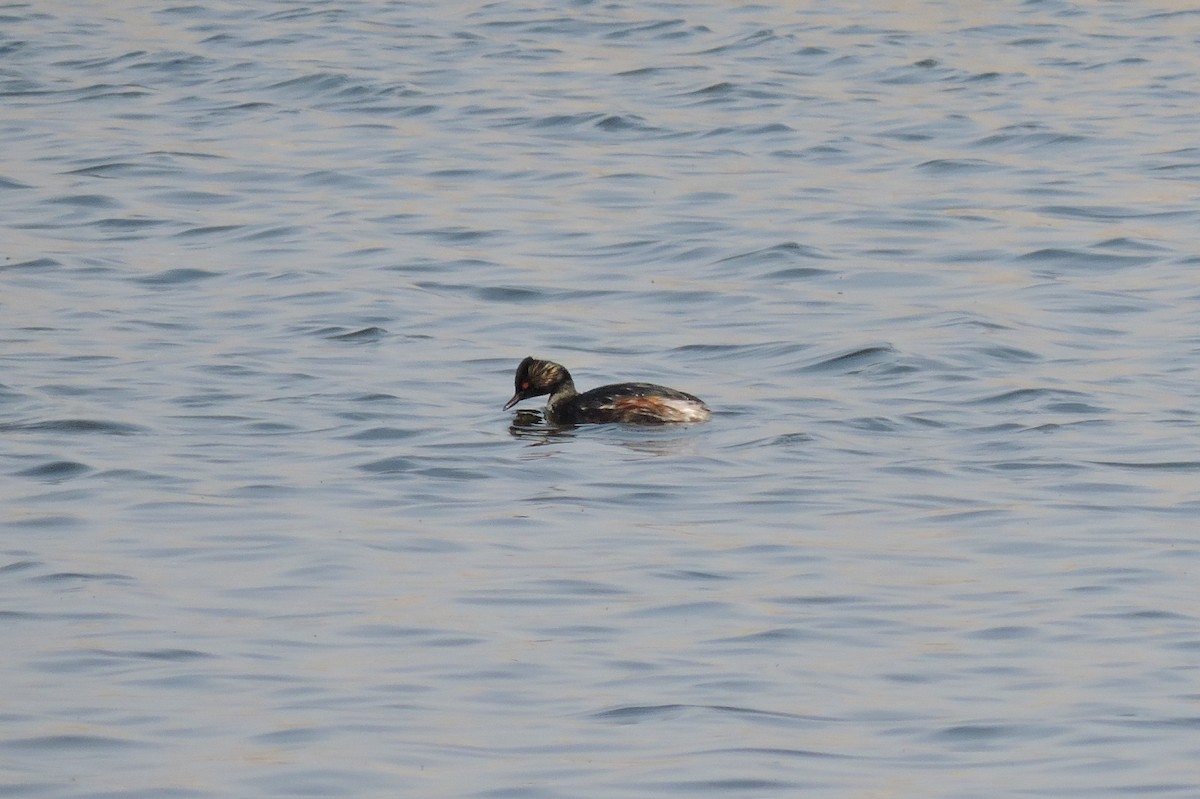 Eared Grebe - ML152319031