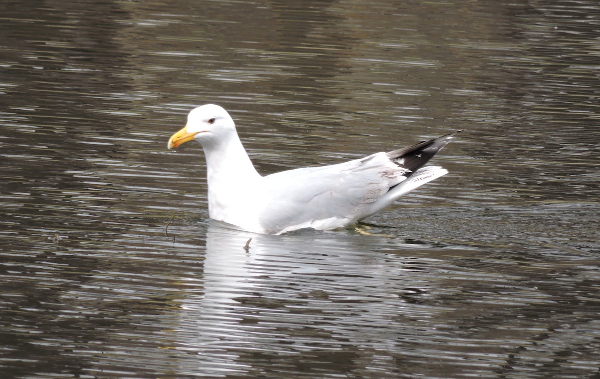 Caspian Gull - Konstantin Akmarov