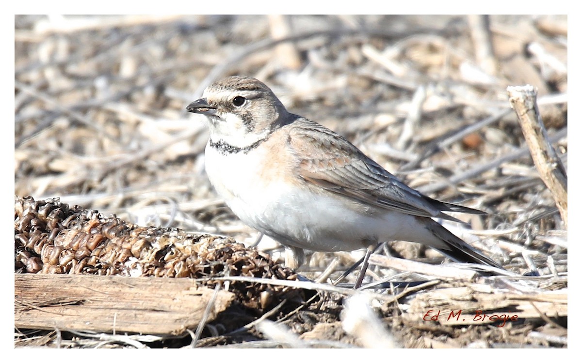 Horned Lark - Ed M. Brogie