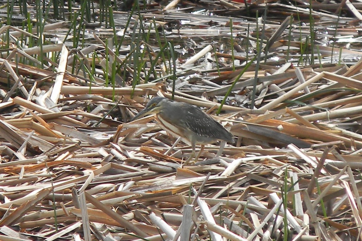 Striated Heron - ML152321111