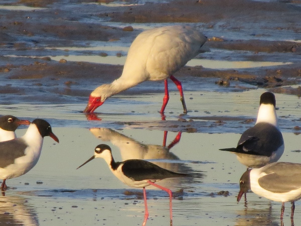 Black-necked Stilt - ML152322981