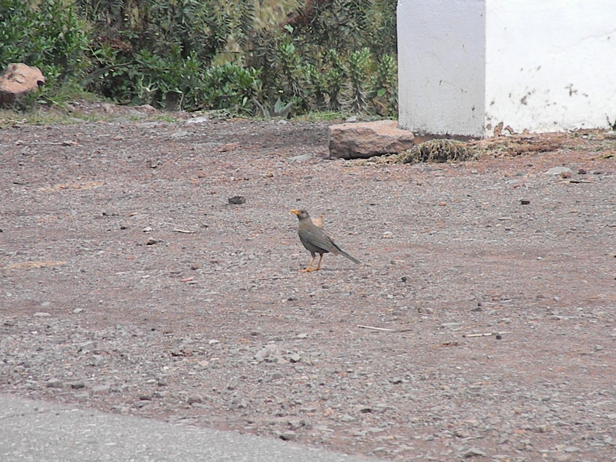 Chiguanco Thrush - Peregrinus Birding