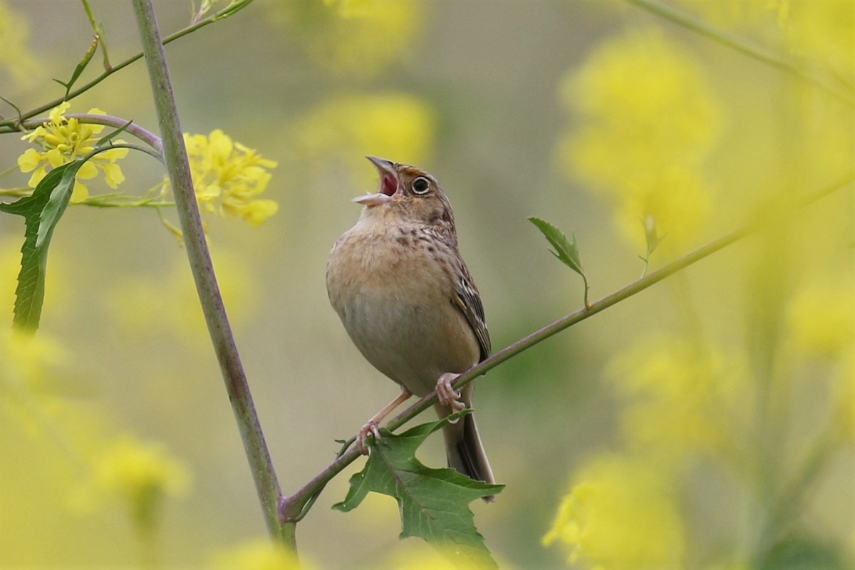 Grasshopper Sparrow - Tom Fangrow