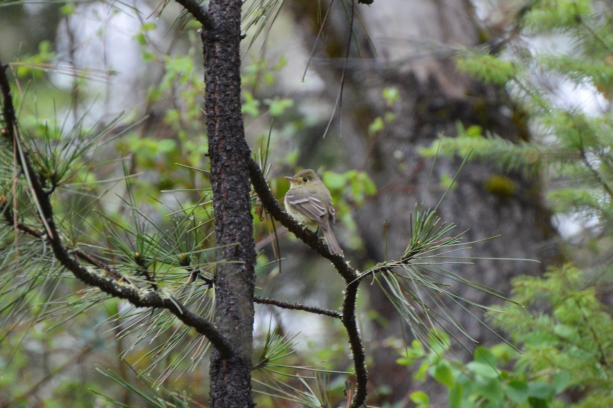 Western Flycatcher (Pacific-slope) - ML152324361