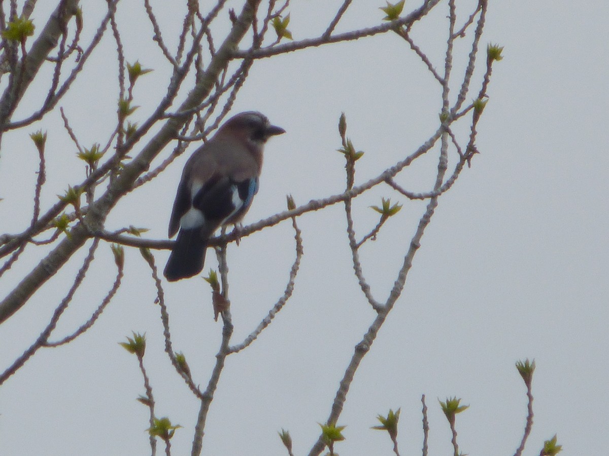 Eurasian Jay - ML152324641