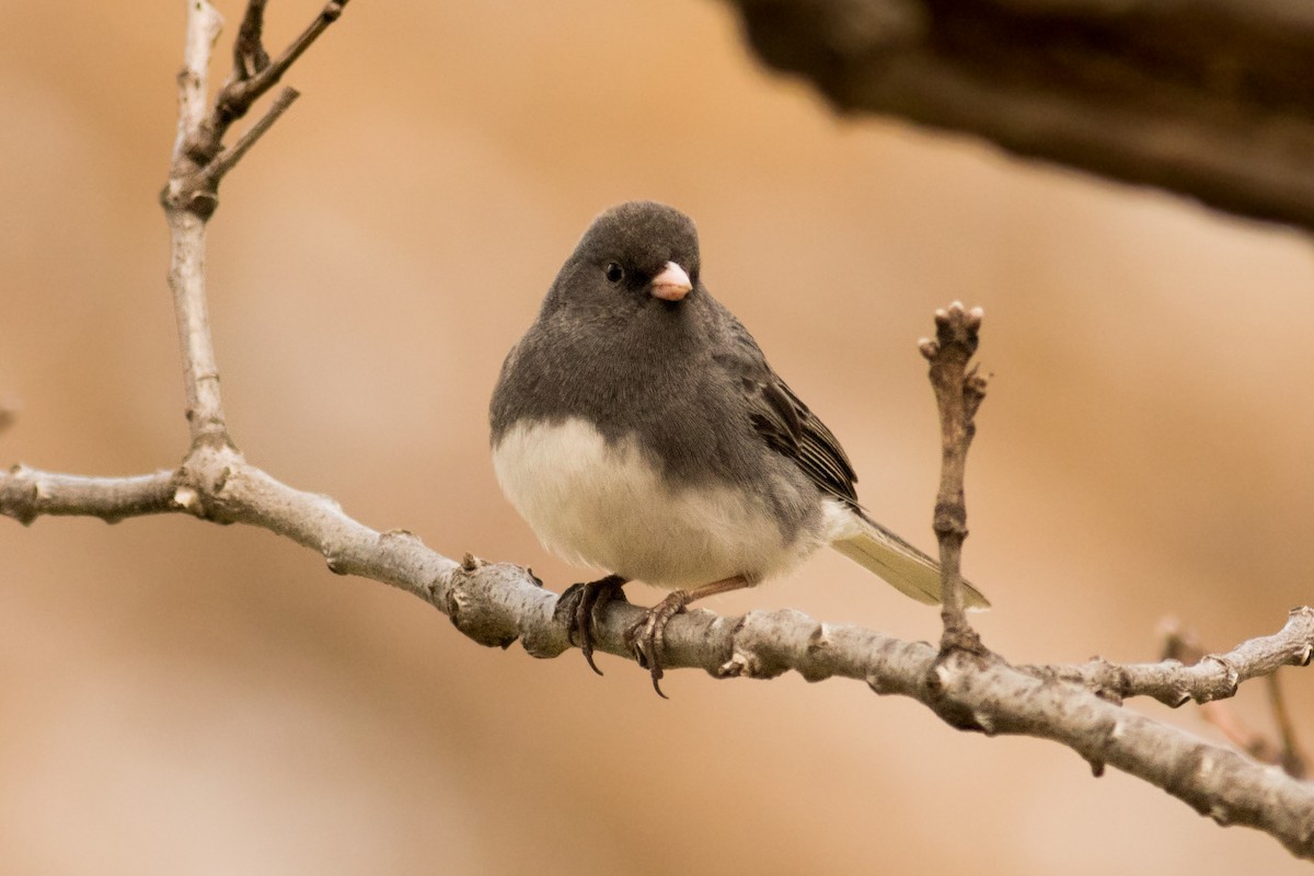 Dark-eyed Junco - ML152324961