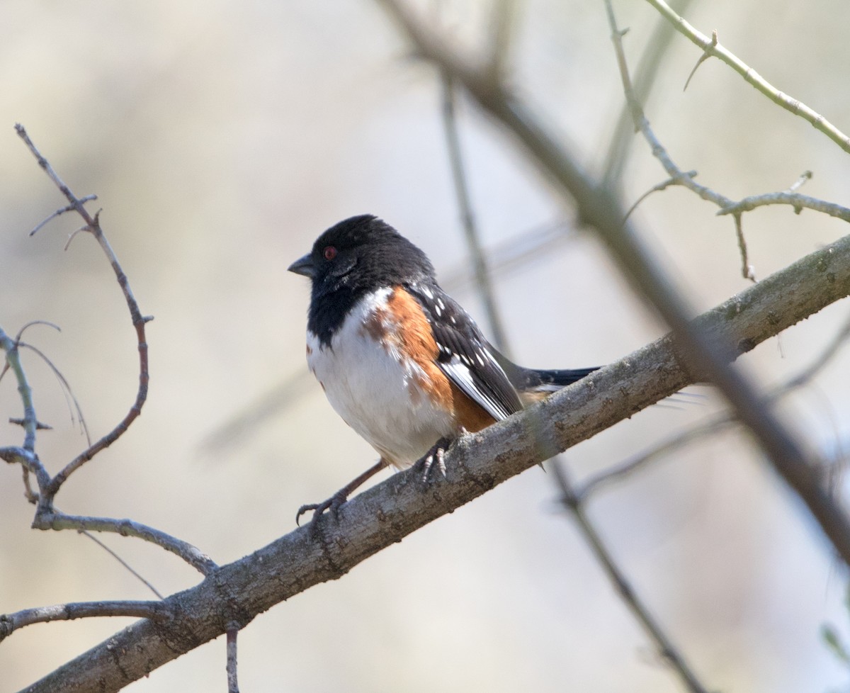 Spotted x Eastern Towhee (hybrid) - ML152325691