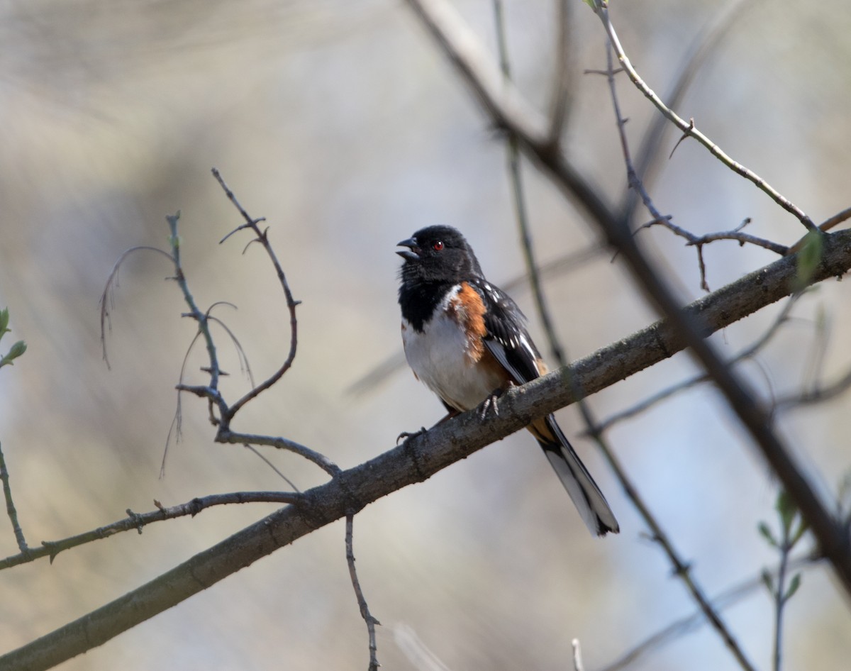 Spotted x Eastern Towhee (hybrid) - ML152325701