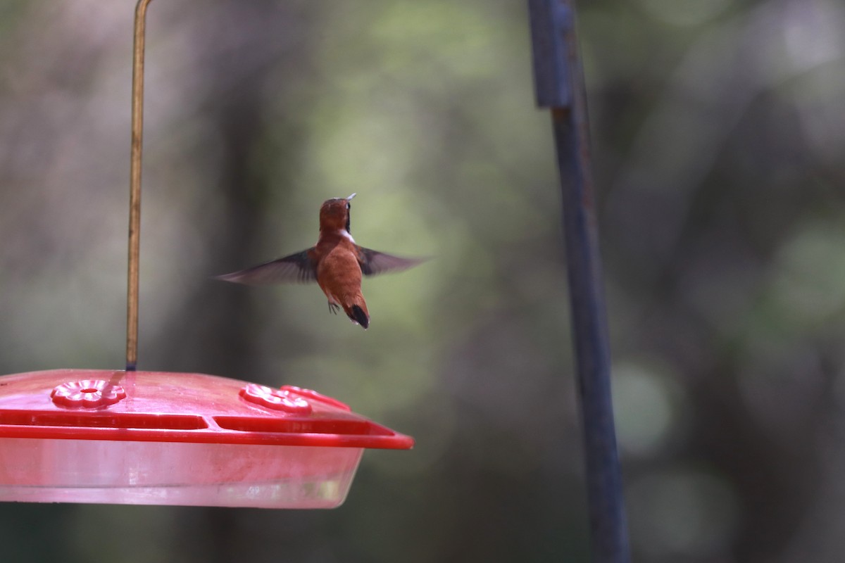 Rufous Hummingbird - Susan Szeszol