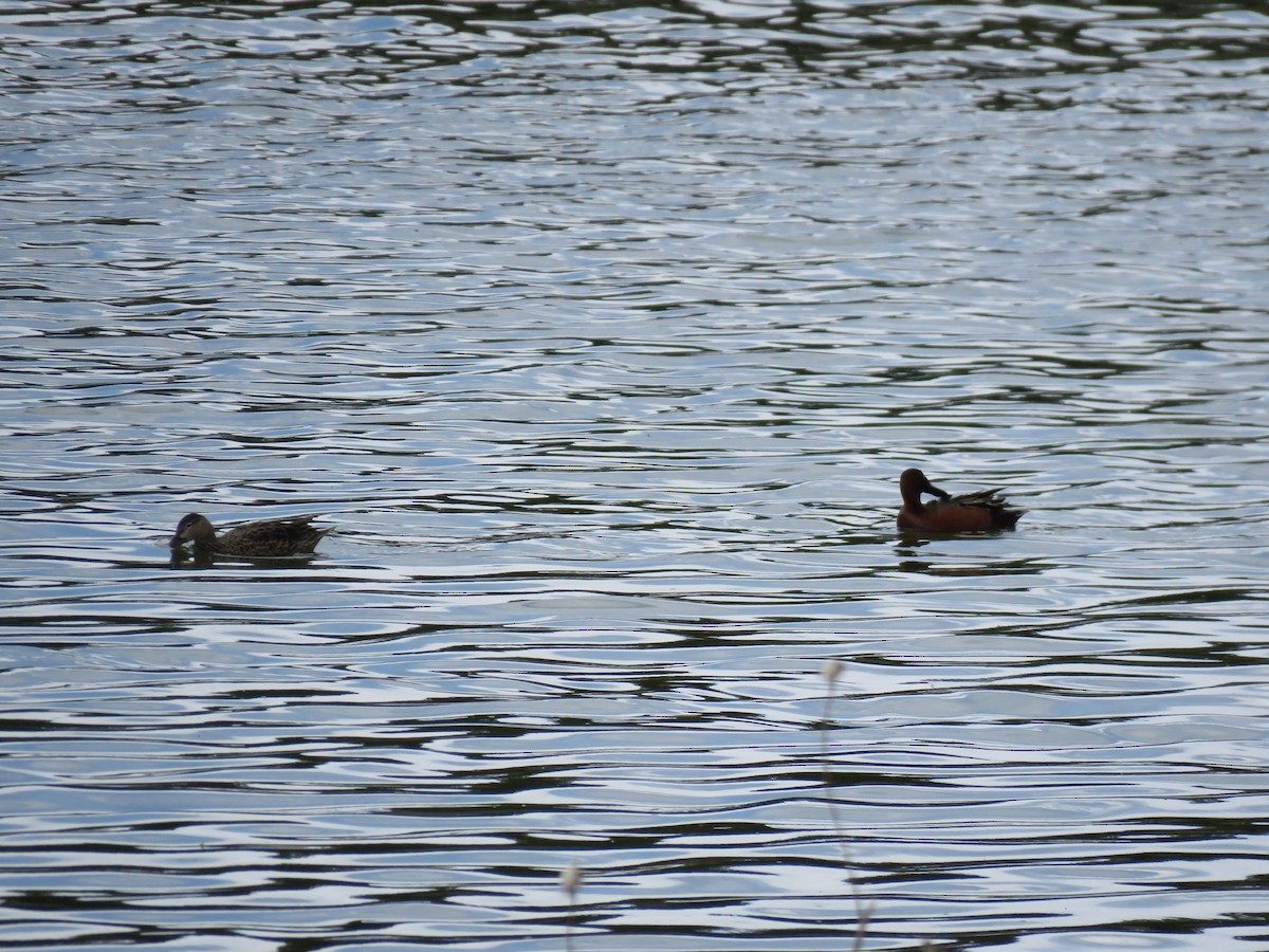 Cinnamon Teal - Brian Hofstetter