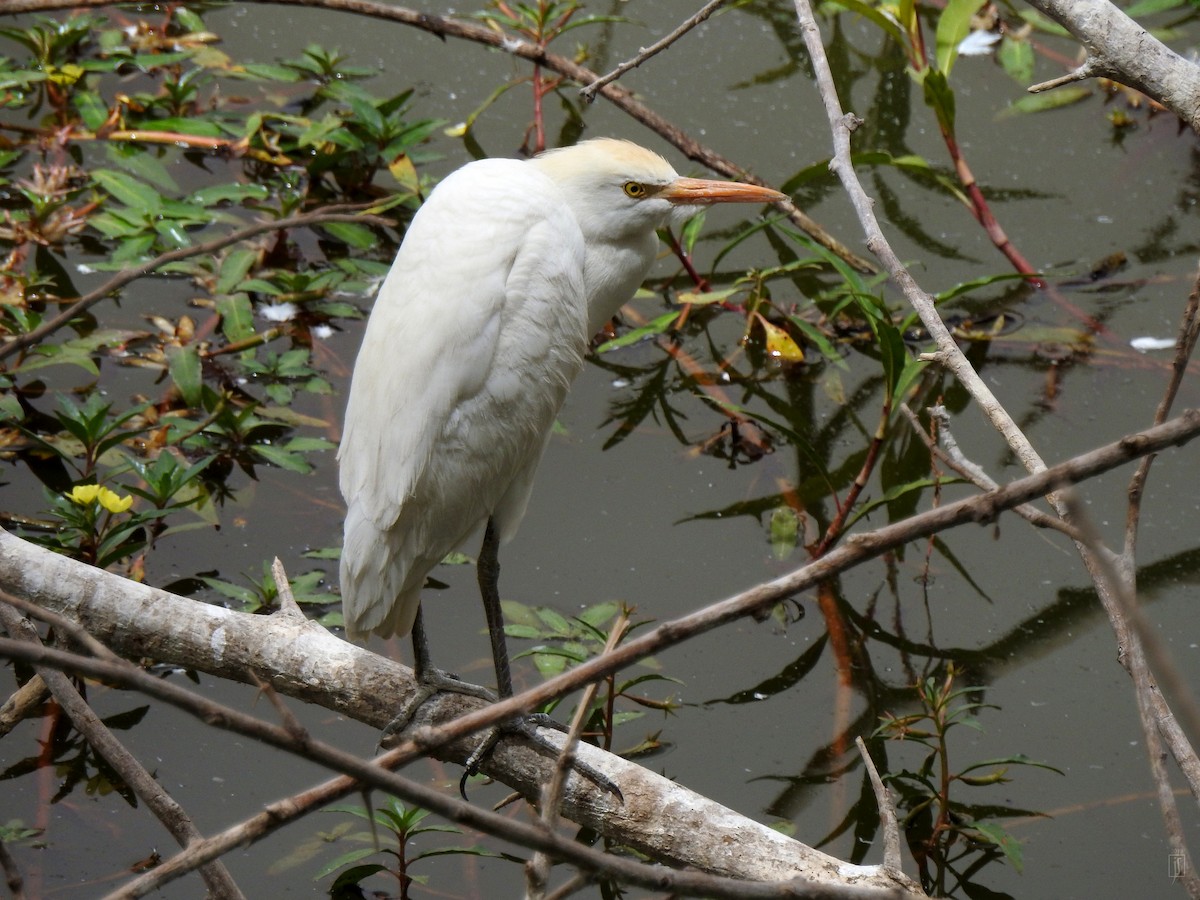 Kuhreiher - ML152328231