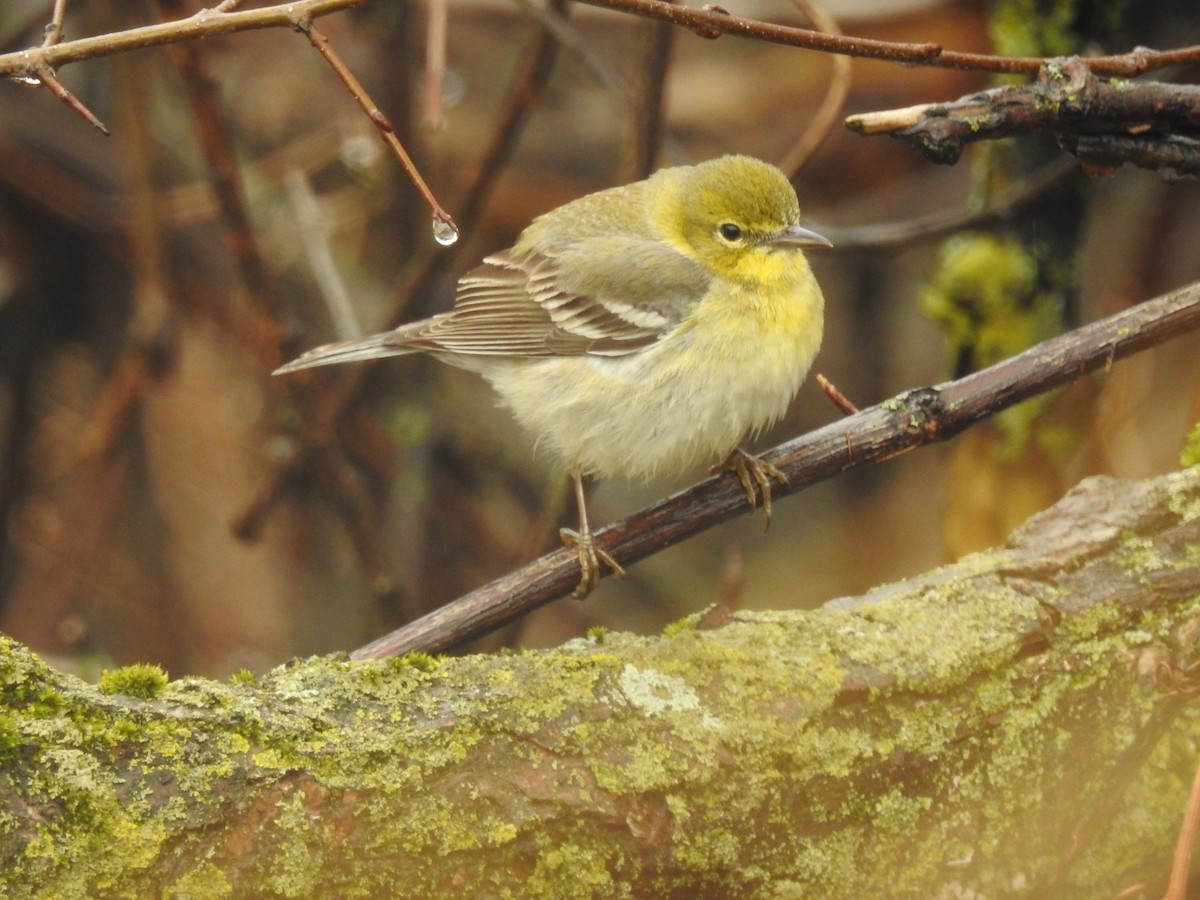 Pine Warbler - ML152328541