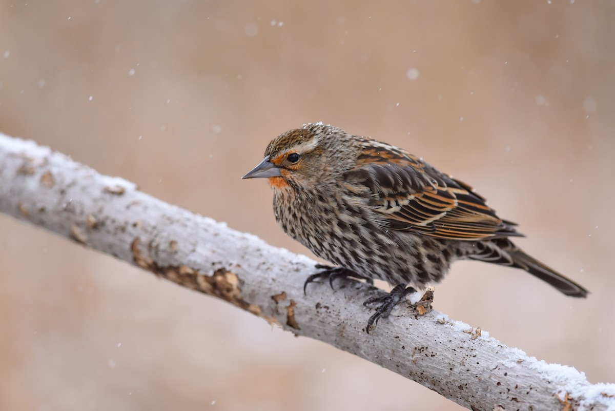 Red-winged Blackbird - ML152329771