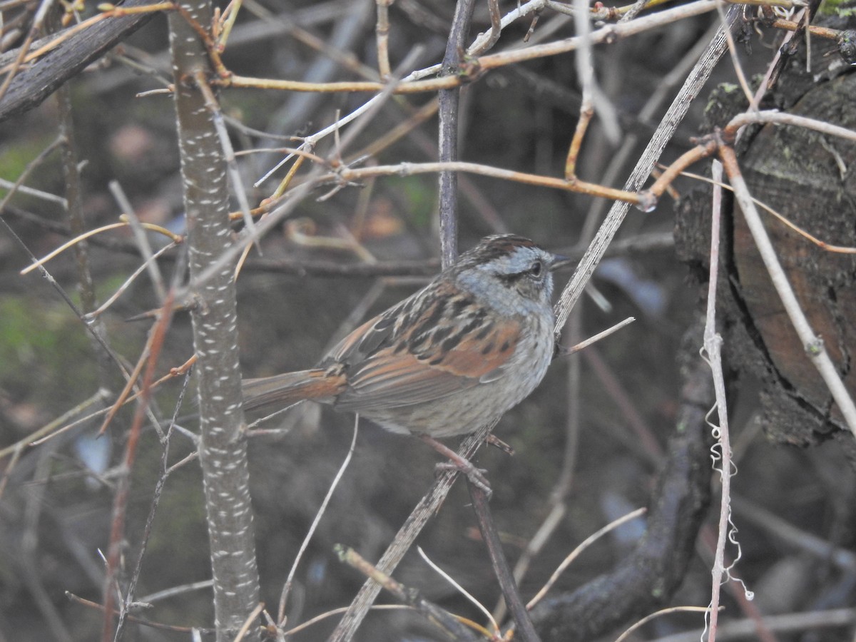 Swamp Sparrow - ML152330201
