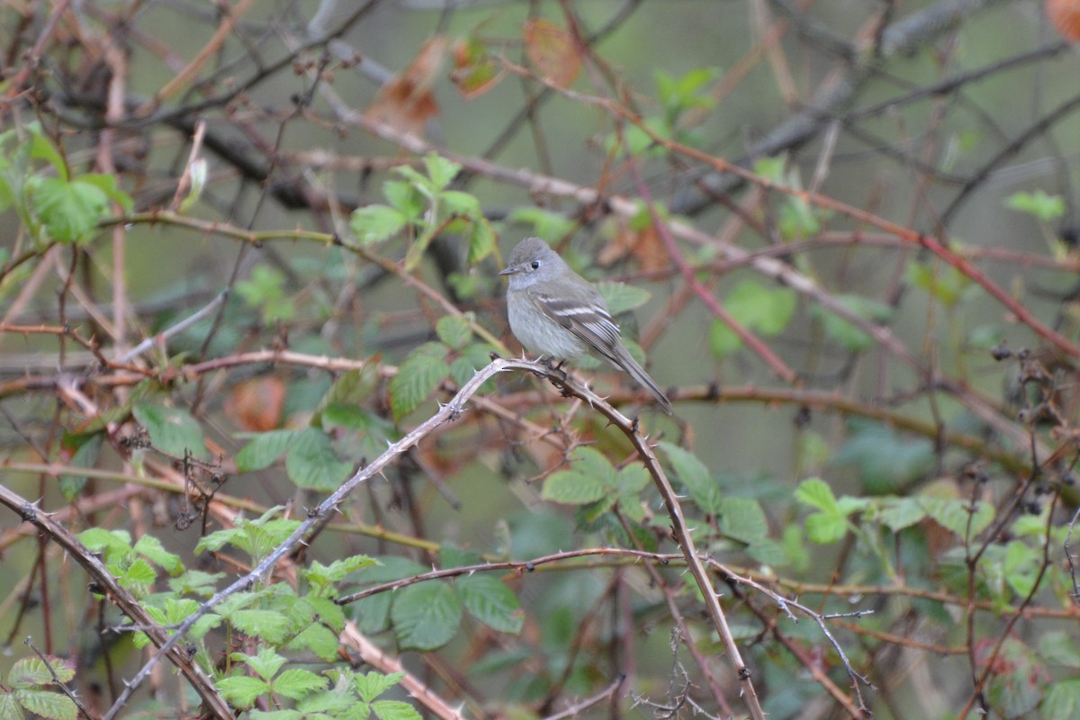 Empidonax sp. - ML152332781